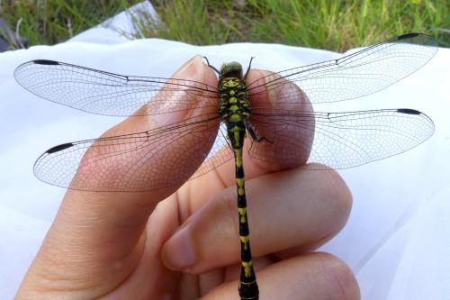Réf. 304 829 : Onychogomphus forcipatus